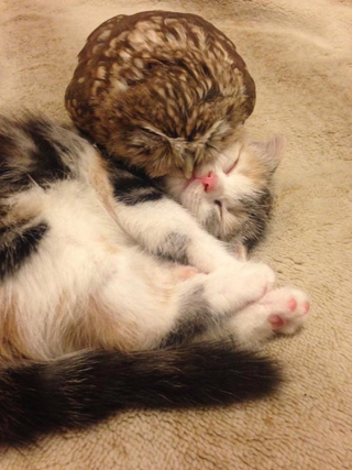 Illustration for article titled When a Cat and an Owl Develop a Beautiful Friendship